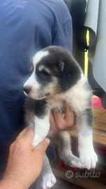 Cuccioli Alabai