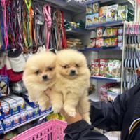 Cuccioli di spitz di Pomerania miele chiaro