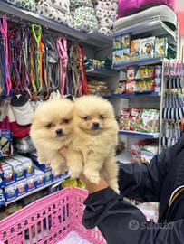 Cuccioli di spitz di Pomerania miele chiaro