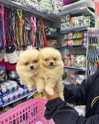 Cuccioli di spitz di Pomerania miele chiaro