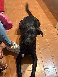 Cuicciolo di 3 mesi e mezzo