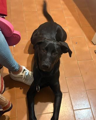 Cuicciolo di 3 mesi e mezzo