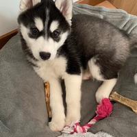 Cucciolo Siberian husky tre mesi