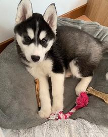 Cucciolo Siberian husky tre mesi