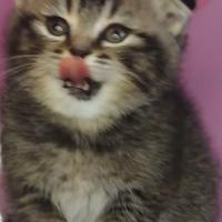 Gattino scozzese GOLDEN con VACCINAZIONE