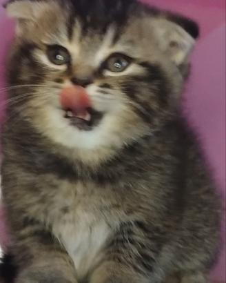 Gattino scozzese GOLDEN con VACCINAZIONE