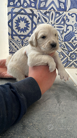 Cuccioli Golden retriever