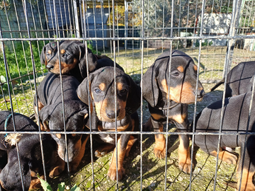 Cuccioli di segugio con pedigree