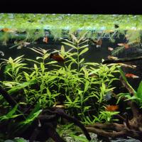 Guppy (poecilia reticulata) sub adulti