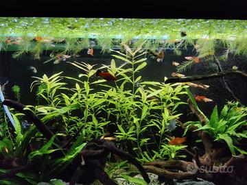 Guppy (poecilia reticulata) sub adulti