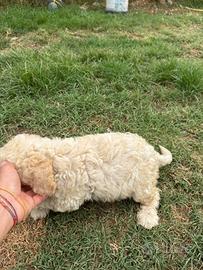 Lagotto romagnolo