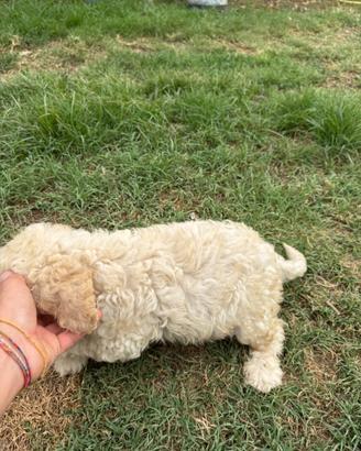 Lagotto romagnolo