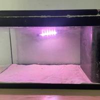 Acquario