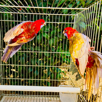 Coppia ROSELLA DI PENNANT PASTELLO