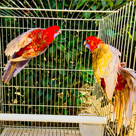 Coppia ROSELLA DI PENNANT PASTELLO