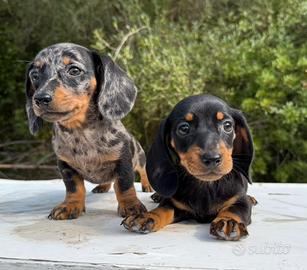Cucciolo bassotto tedesco nano e kaninchen