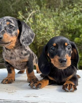 Cucciolo bassotto tedesco nano e kaninchen