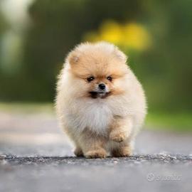 Cane taglia piccola pomerania