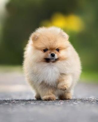 Cane taglia piccola pomerania