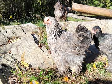Galline brahma