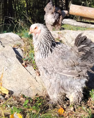 Galline brahma