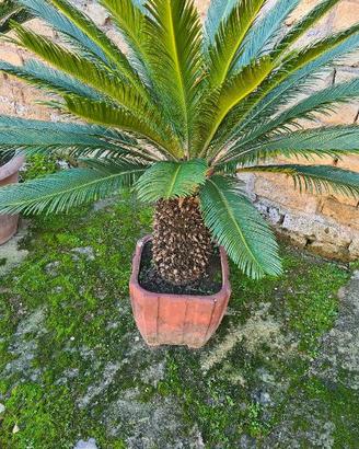 Cycas revoluta.