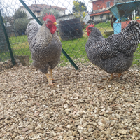 Galline razza Amrocks