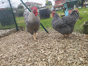 Galline razza Amrocks