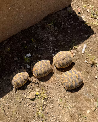 Tartarughe