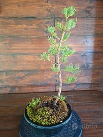Bonsai di Cipresso. Visita il profilo.