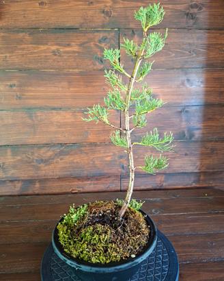 Bonsai di Cipresso. Visita il profilo.