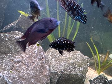 Tropheus duboisi