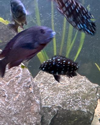 Tropheus duboisi