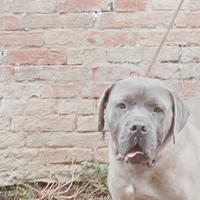 Cane corso adulto formentino con pedigree