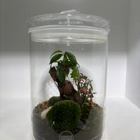 Terrario con bonsai