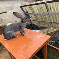 Coppia conigli giganti delle fiabdre