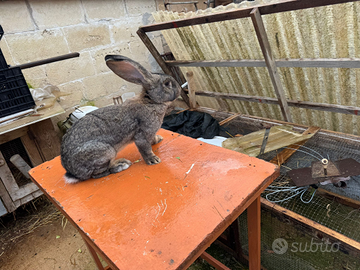 Coppia conigli giganti delle fiabdre