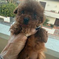 Barboncino Maschio Red Mini Toy