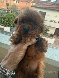 Barboncino Maschio Red Mini Toy