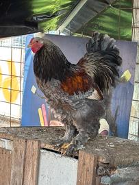 Gallo brahma