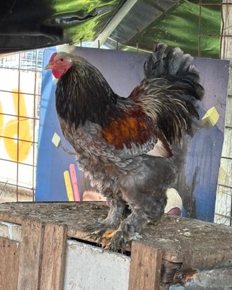 Gallo brahma