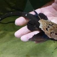 PESCI DA FONDO platydoras agamyxis banjo gibbiceps