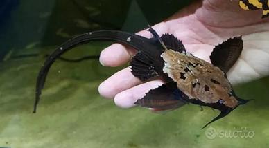 PESCI DA FONDO platydoras agamyxis banjo gibbiceps