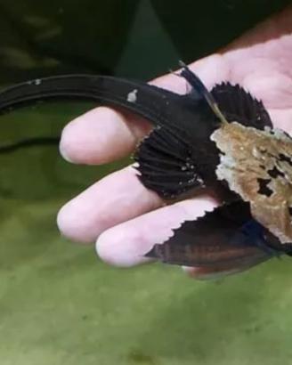 PESCI DA FONDO platydoras agamyxis banjo gibbiceps