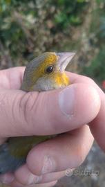Uccelli