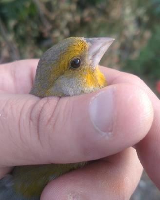 Uccelli
