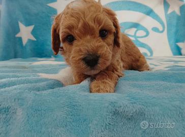 Cuccioli di Barboncino Nano