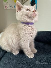 British shorthair
