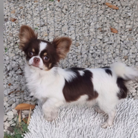 Chihuahua maschio con pedigree