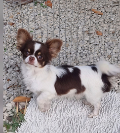 Chihuahua maschio con pedigree